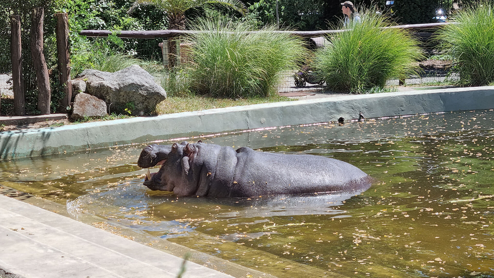 hippo coming out of the water in its natural habitat area in Budapest zoo