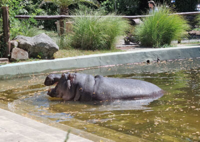 hippo coming out of the water in its natural habitat area in Budapest zoo